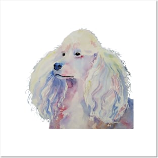 Poodle - standard - white Posters and Art